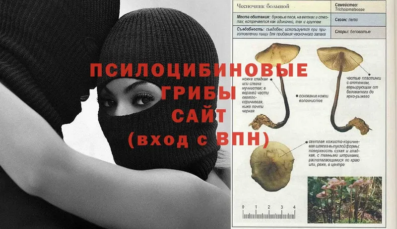 Псилоцибиновые грибы Cubensis  Гагарин 